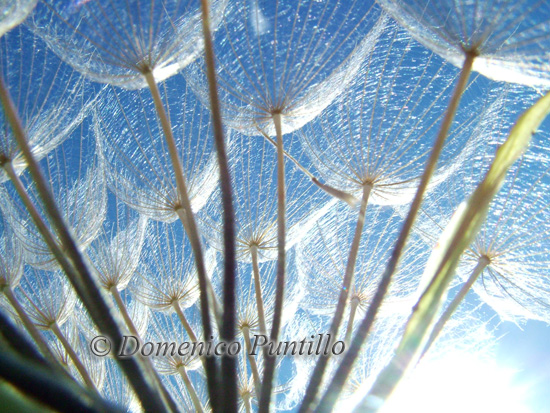 Controluce